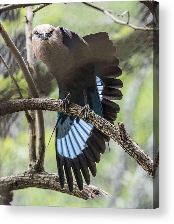 Fauna Acrylic Print featuring the photograph Blue Bellied Roller Stretching His Flight Feathers by William Bitman