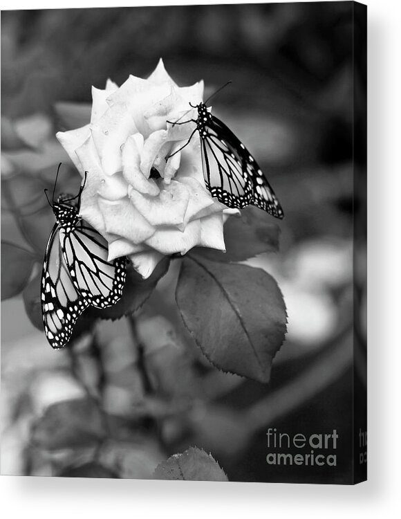 Monarch Butterflies Acrylic Print featuring the photograph Butterflies and Rose Black and White by Luana K Perez