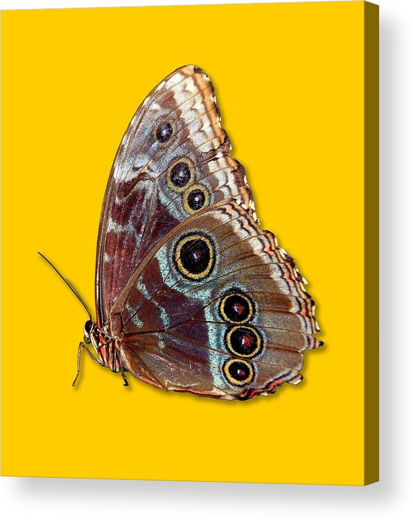 Macro Acrylic Print featuring the photograph Butterfly Macro by Bob Slitzan
