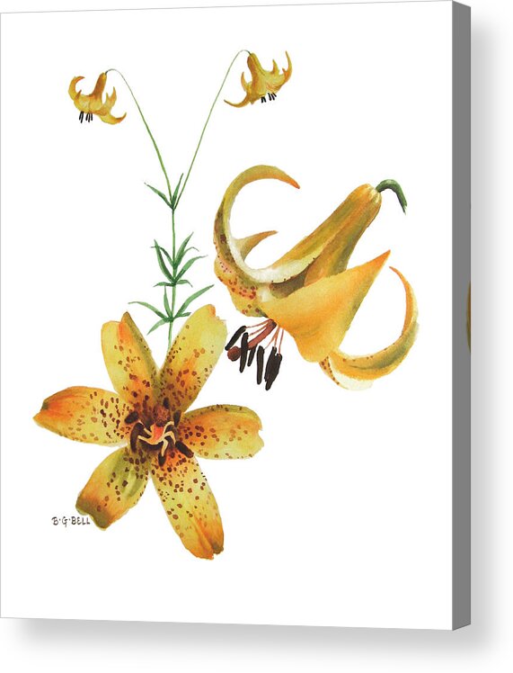 Canada Lily Acrylic Print featuring the painting Canada Lily Composition by Betsy Gray