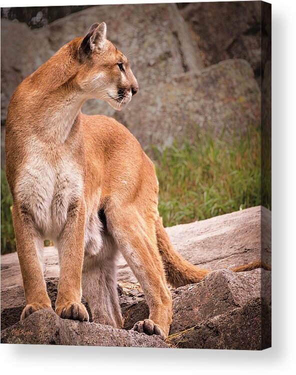 2017-08-04 Acrylic Print featuring the photograph Cougar by Phil And Karen Rispin