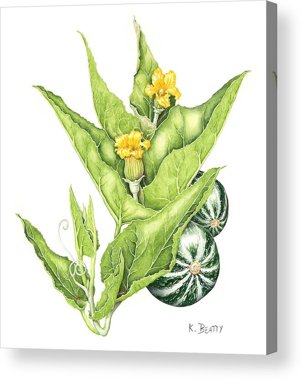 Botanical Acrylic Print featuring the painting Cucurbita Foetidissima by Karla Beatty