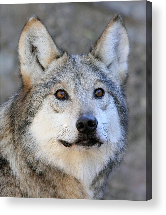 Mexican Grey Wolf Acrylic Print featuring the photograph Curious Wolf by Elaine Malott