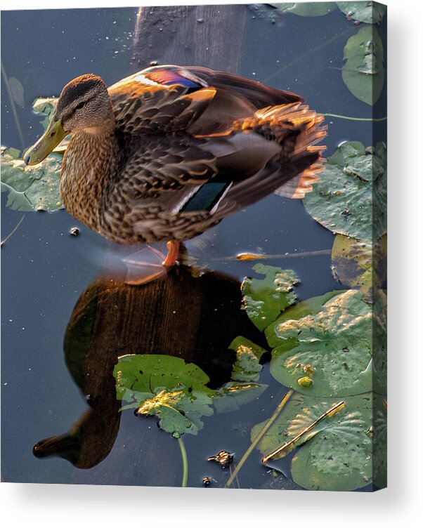 Duck Acrylic Print featuring the photograph Duck or Decoy by Ellen Koplow