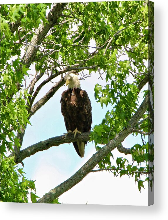 Bald Eagle Acrylic Print featuring the photograph Eagle on Watch by Shawn M Greener