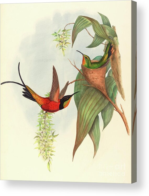 Topaza Pyra Acrylic Print featuring the painting Fairy Topaz by John Gould