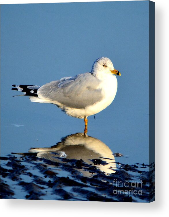 Gull Acrylic Print featuring the photograph Feathered Float by Dani McEvoy