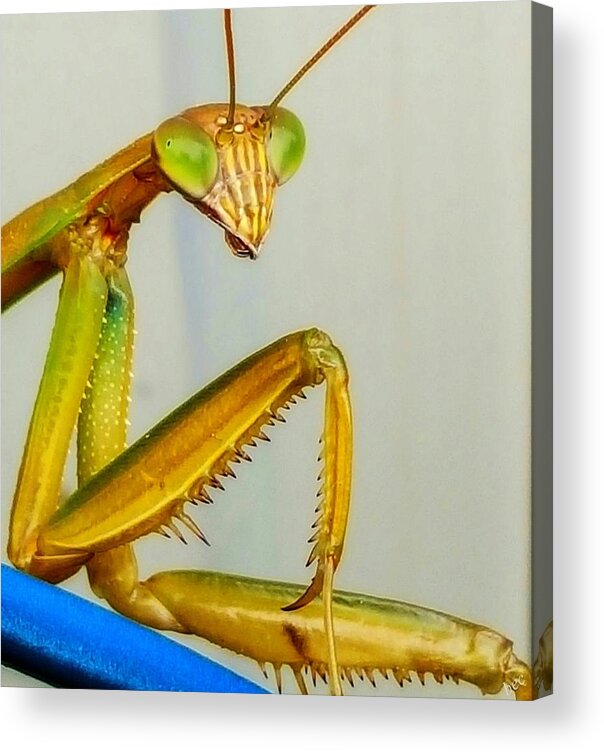 Insect Acrylic Print featuring the photograph Fierce Lady by Bruce Carpenter