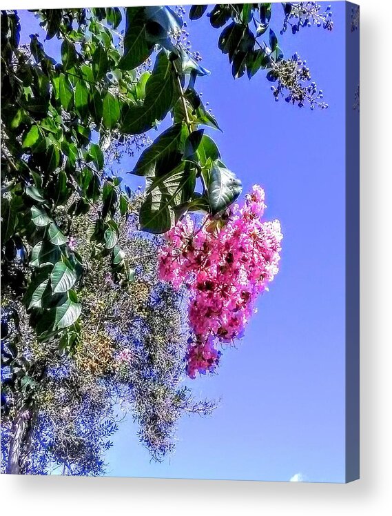 Flowering Tree Acrylic Print featuring the photograph Floral Essence by Suzanne Berthier