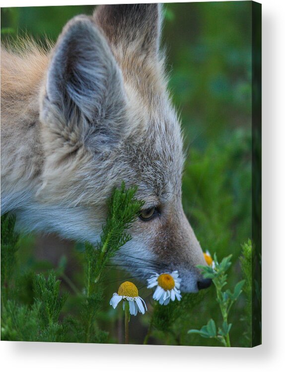 Fox Acrylic Print featuring the photograph Flower Child by Kevin Dietrich