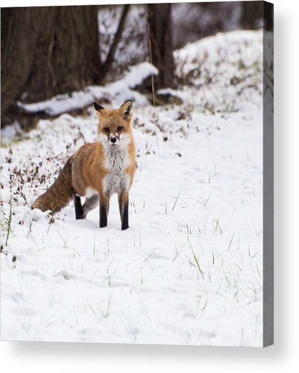 Animals Acrylic Print featuring the photograph Fox 4 by Paul Ross