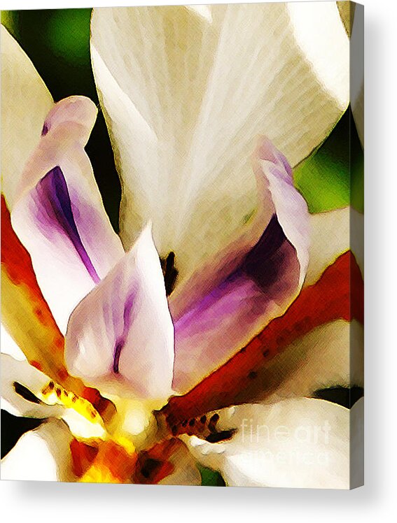 Flower Acrylic Print featuring the photograph Gala by Linda Shafer
