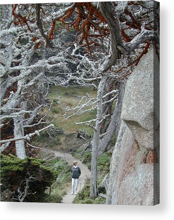 Lichens Acrylic Print featuring the photograph Ghost Trees by Douglas Barnett