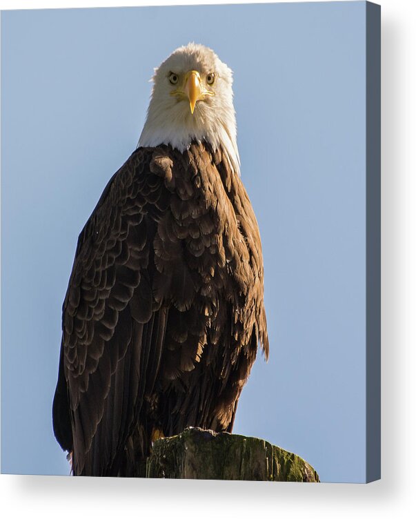 Bald Eagle Acrylic Print featuring the photograph Glory by David Kirby