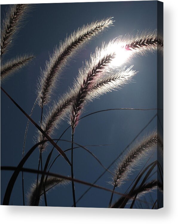 Sun Acrylic Print featuring the photograph Grass and Sun by Lyle Crump