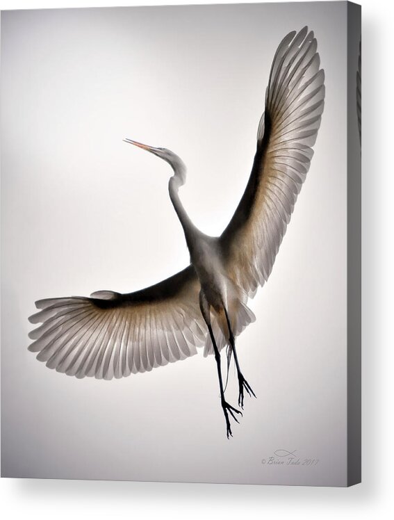 Wildlife Acrylic Print featuring the photograph Great Egret Majesty by Brian Tada