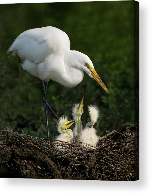 Great Egret Acrylic Print featuring the photograph Great Egret with chicks by Steve Zimic