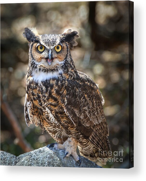 Owl Acrylic Print featuring the photograph Great Horned Owl by Amy Porter