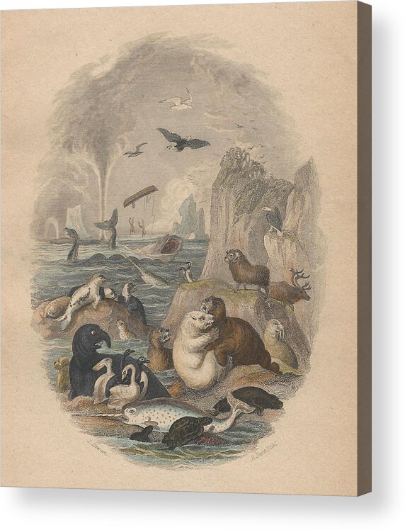 Antique Prints Acrylic Print featuring the drawing Harbor by Dreyer Wildlife Print Collections 