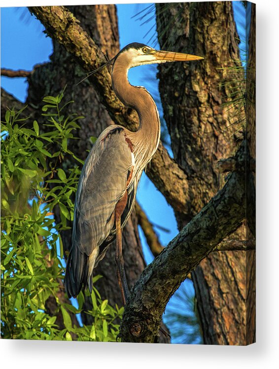 Pine Tree Acrylic Print featuring the photograph Heron in the Pine Tree by Dorothy Cunningham