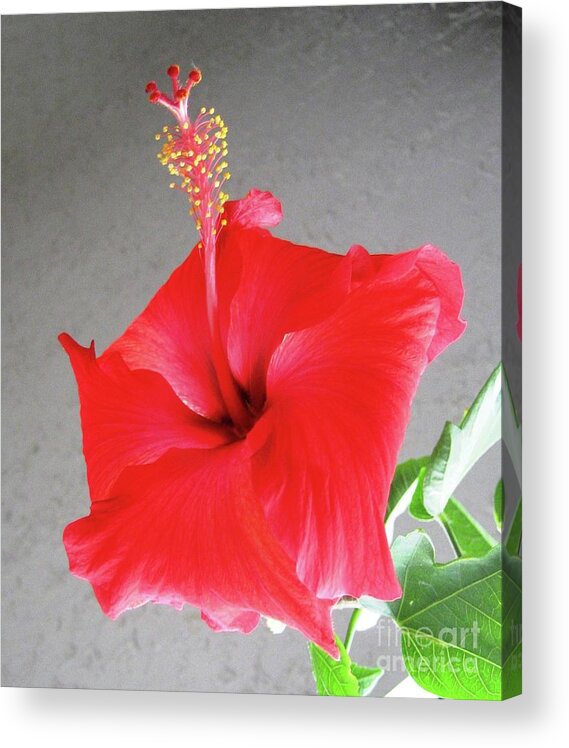 Hibiscus Acrylic Print featuring the photograph Hibiscus #2 by Cindy Schneider