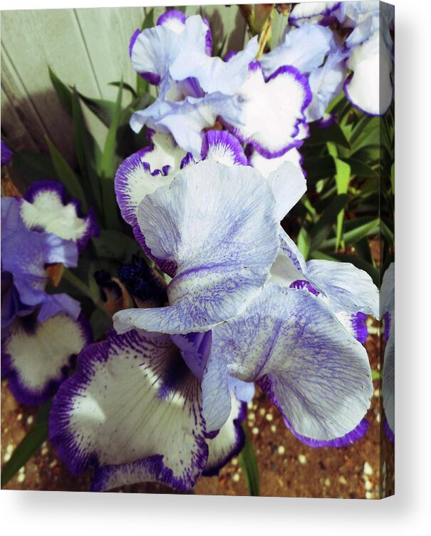 Iris Acrylic Print featuring the photograph Irises 17 by Ron Kandt