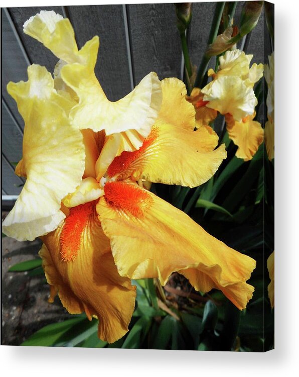 Iris Acrylic Print featuring the photograph Irises 22 by Ron Kandt