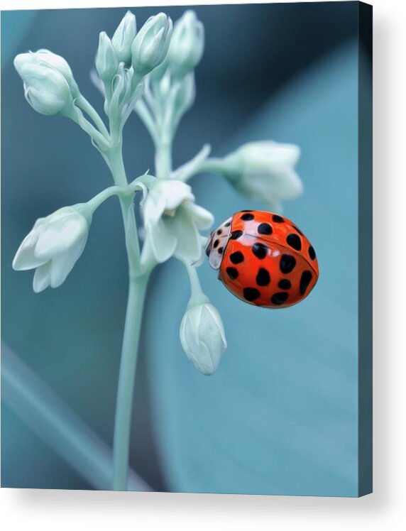 Nature Acrylic Print featuring the photograph Ladybug by Mark Fuller