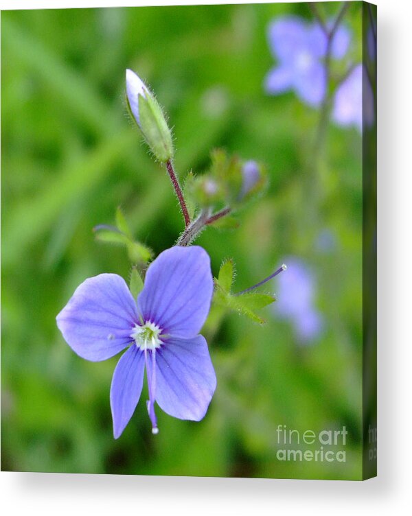 Lilac Acrylic Print featuring the photograph Lilac Flower by Julia Underwood