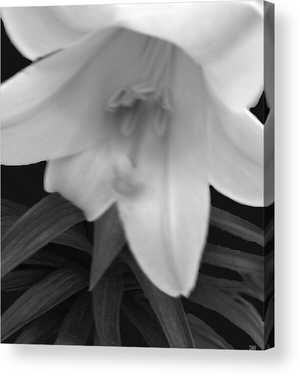 Lily Dawn Acrylic Print featuring the photograph Lily Dawn by Debra   Vatalaro