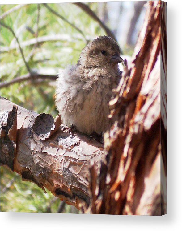 Baby Siskin Acrylic Print featuring the photograph Little Shy by Marika Evanson