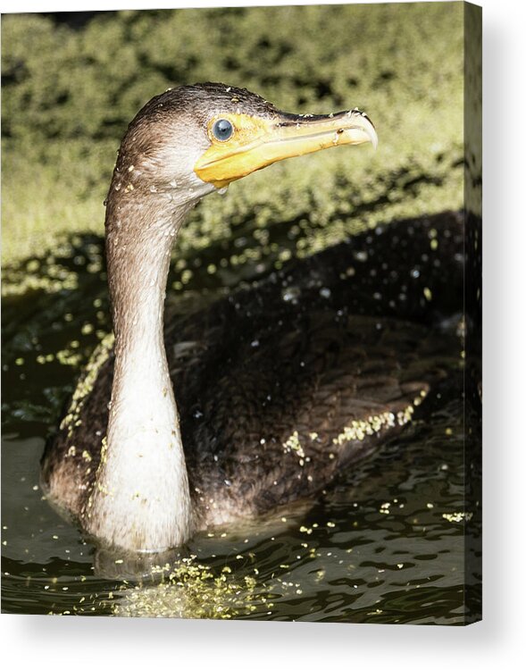 Cormorant Acrylic Print featuring the photograph Lost Juvenile Cormorant by Michael Hall
