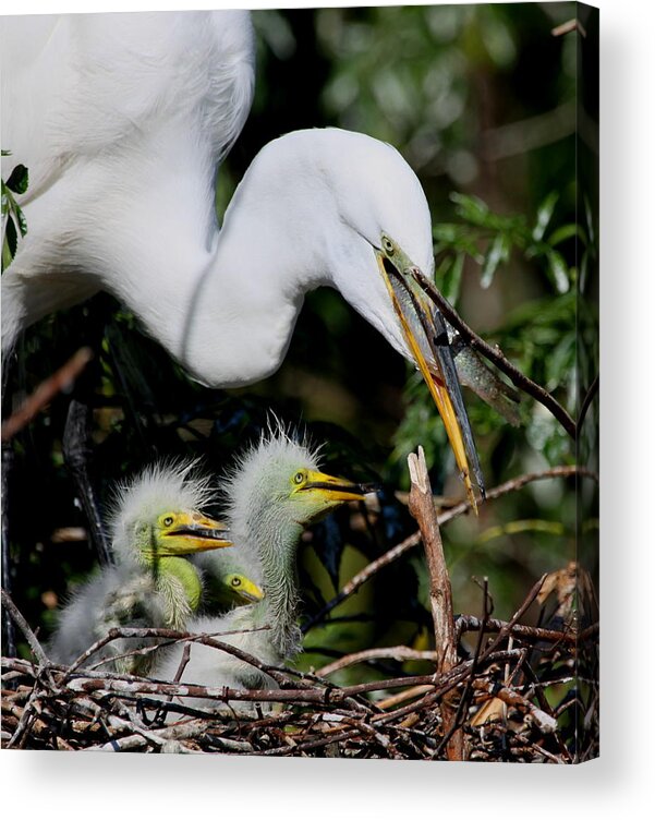 Great White Egret Acrylic Print featuring the photograph Momma took our food by Barbara Bowen