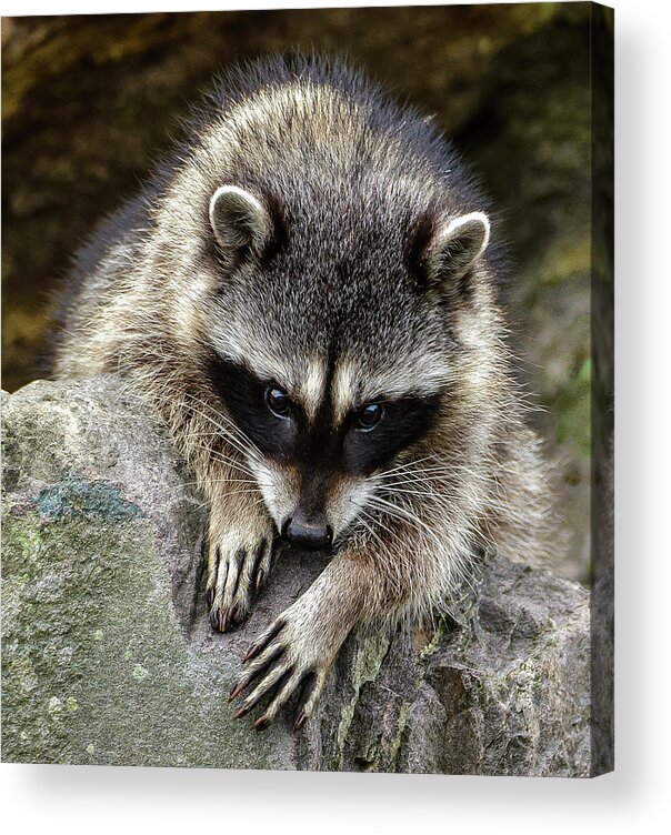 Raccoon Acrylic Print featuring the photograph Mournful Raccoon by Jerry Cahill