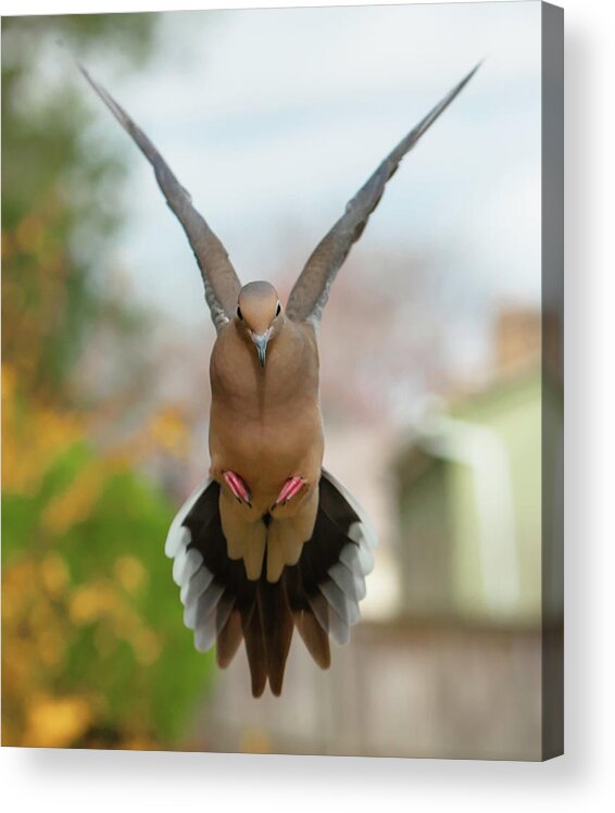 Alexandria Acrylic Print featuring the photograph Mourning Dove Hover Mode by Jim Moore