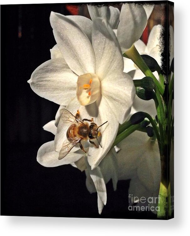 Narcissus Acrylic Print featuring the photograph Narcissus and the Bee 2 by Daniele Smith