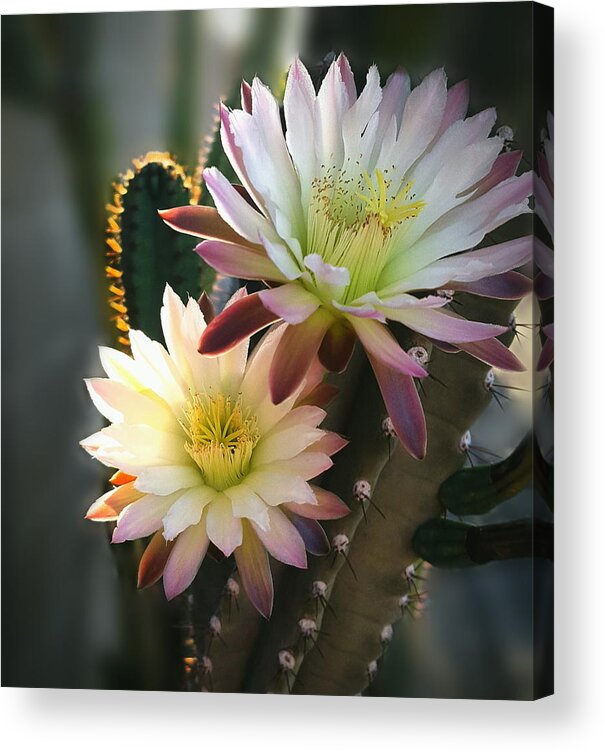 Night-blooming Cactus Acrylic Print featuring the photograph Night-Blooming Cereus 3 by Marilyn Smith