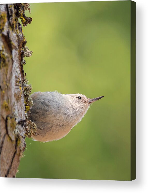 Loree Johnson Photography Acrylic Print featuring the photograph Nuthatch in Deep Thought by Loree Johnson