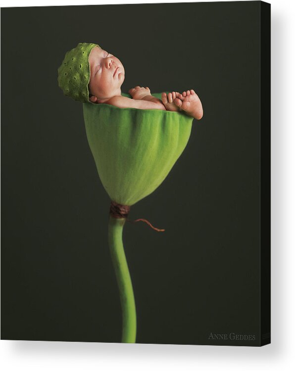 Lotus Acrylic Print featuring the photograph Nyah in Lotus Bud by Anne Geddes