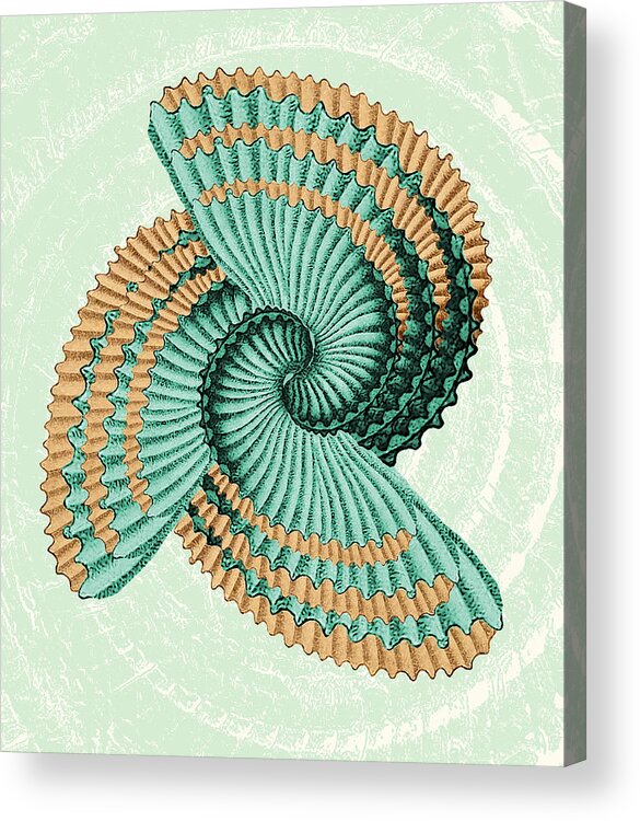 Nature Acrylic Print featuring the digital art Octopus Shell Abstract by Deborah Smith