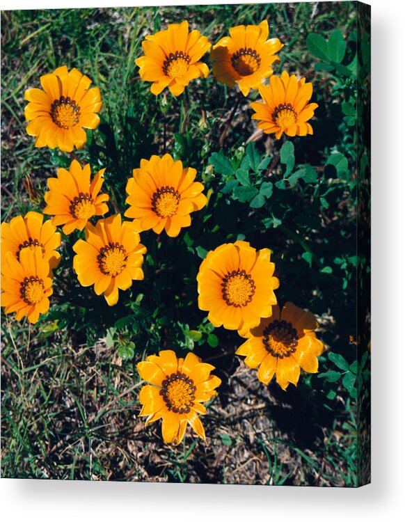 Film Acrylic Print featuring the photograph Orange Daisies--Film Image by Matthew Bamberg