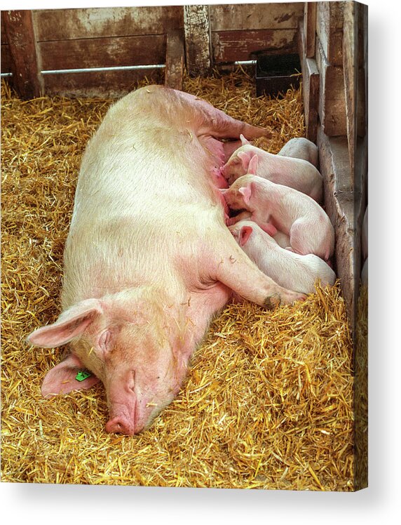Agriculture Acrylic Print featuring the photograph Piglets Nursing in Barn by Tom Potter