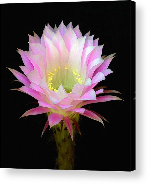 Cactus Acrylic Print featuring the photograph Pink Cactus by Floyd Hopper