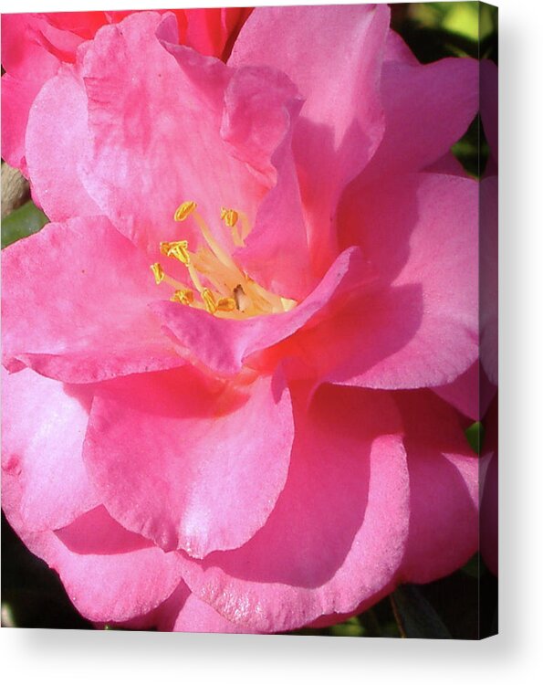 Floral Acrylic Print featuring the photograph Pink Camelia by Diane Ferguson