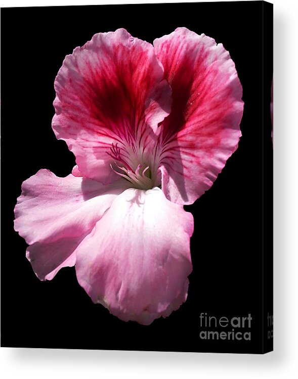Diane Berry Acrylic Print featuring the photograph Pink Power by Diane E Berry