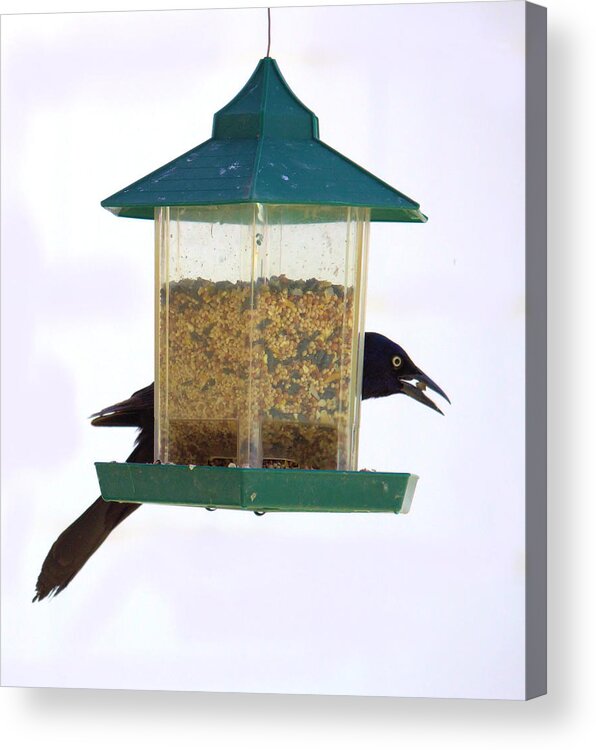 Grackle Acrylic Print featuring the photograph Portrait of a Grackle -- 3 by Scott Carlton