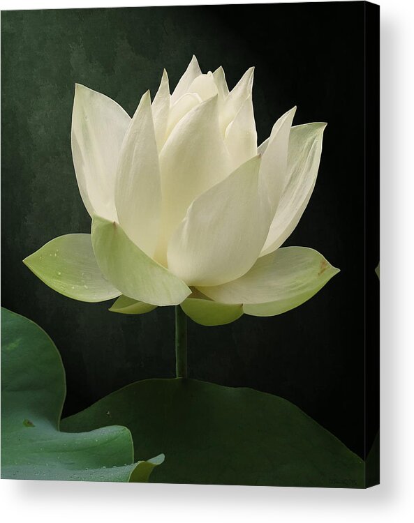 Floral Acrylic Print featuring the photograph Pure Lotus by Deborah Smith