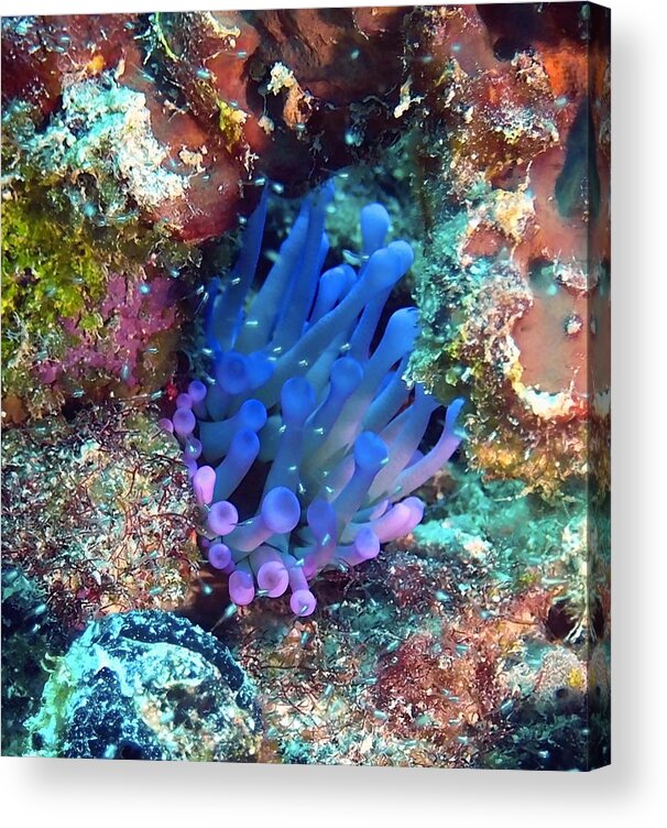Anemone Acrylic Print featuring the photograph Purple Giant Sea Anemone by Amy McDaniel