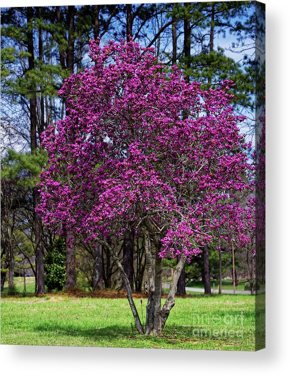 Purple Lily Magnolia Acrylic Print featuring the photograph Purple Lily Magnolia by Paul Mashburn