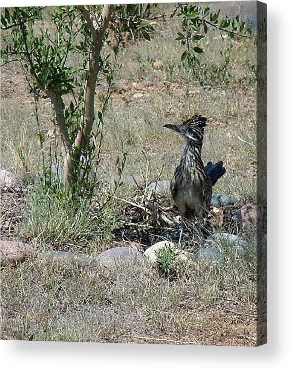 Landscape Acrylic Print featuring the photograph Randy Roadrunner by Fred Wilson